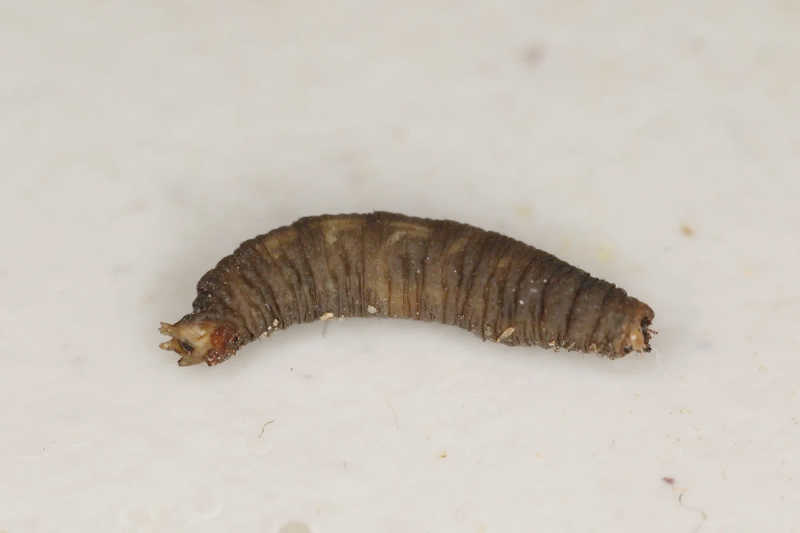 Комар-довгоніжка